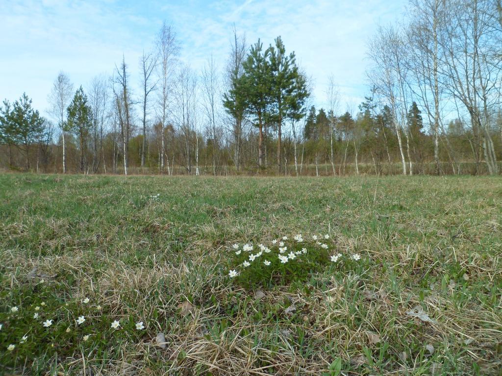 Viruna Farm Kiraste Екстер'єр фото