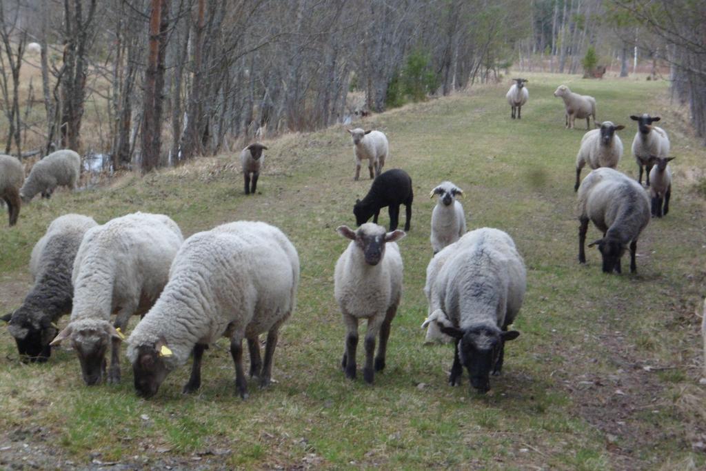 Viruna Farm Kiraste Екстер'єр фото